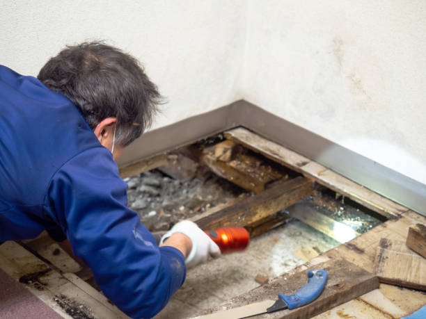 Best Residential Mold Remediation in Richton Park, IL