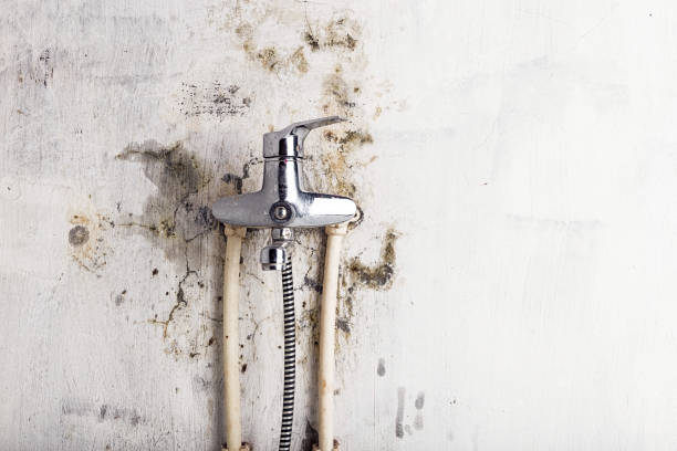 Best Commercial Mold Remediation in Richton Park, IL