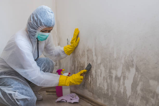 Best Emergency Mold Remediation in Richton Park, IL