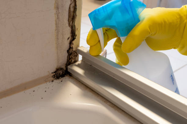 Best Kitchen Mold Remediation in Richton Park, IL