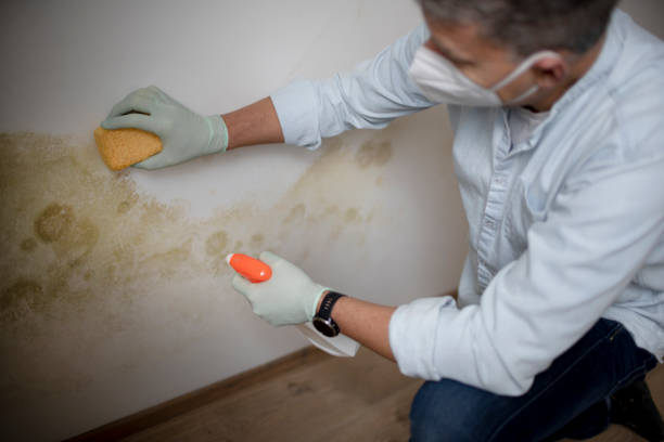 Best Attic Mold Remediation in Richton Park, IL