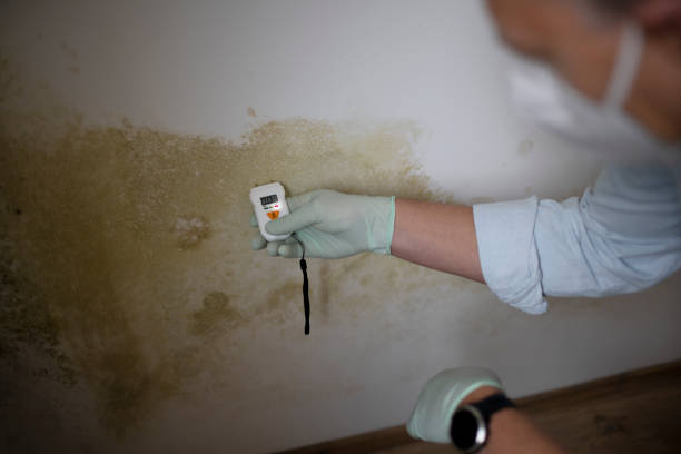Best Black Mold Remediation in Richton Park, IL