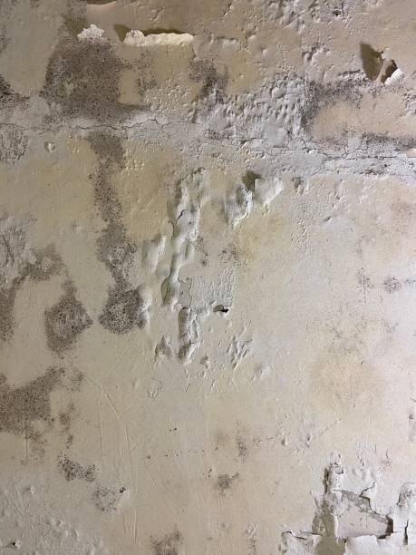 Professional Mold Remediation in Richton Park, IL