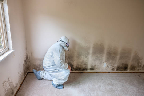 Best HVAC Mold Remediation in Richton Park, IL